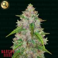 Narcos Seeds Pablo's Gelato Gold AUTO