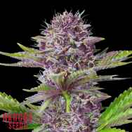 Narcos Seeds Sabroso Cherry