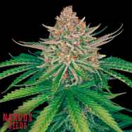 Narcos Seeds Strawberry Merengue AUTO