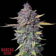 Narcos Seeds Sueno Purple Punch AUTO