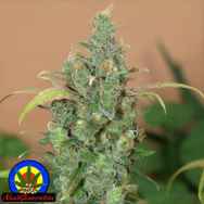 Next Generation Seeds AK47 AUTO