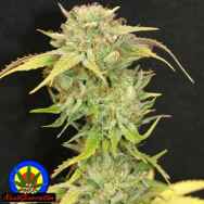 Next Generation Seeds Kiwi Kush