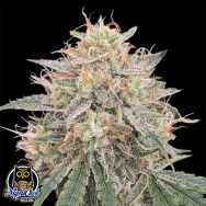 Night Owl Seeds Banana Isle Auto