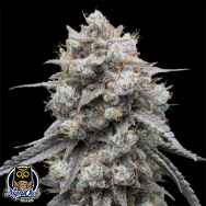 Night Owl Seeds Banana Milk & Qookies Auto