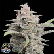 Night Owl Seeds Banana OG F4 Auto