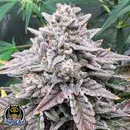 Night Owl Seeds Blue Powerverse Auto