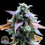 Night Owl Seeds Bruce Bananas Auto