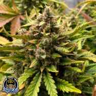 Night Owl Seeds Chem n Qoolaid Auto