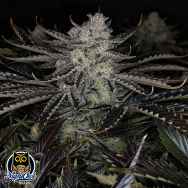 Night Owl Seeds Chemmy Powers Auto