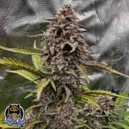 Night Owl Seeds Compound V Auto