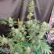 Night Owl Seeds Compton Qoolaid AUTO