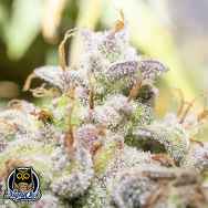 Night Owl Seeds Creme De La Compton F3 AUTO