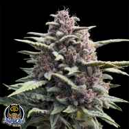 Night Owl Seeds Crinkled Cookie F4 Auto