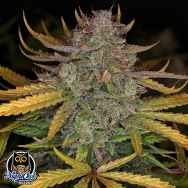 Night Owl Seeds Deep Space 91 Auto