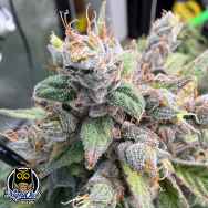 Night Owl Seeds Deja Blue Auto
