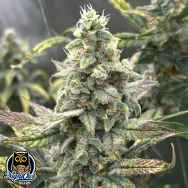 Night Owl Seeds Grape Deebo F4 Auto