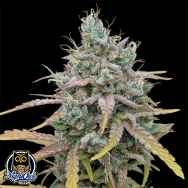Night Owl Seeds Harvey Wallbanger Auto