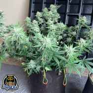 Night Owl Seeds Instant Classik AUTO