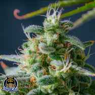 Night Owl Seeds Magic Castle Auto