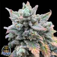 Night Owl Seeds Magicians Alliance Auto