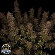 Night Owl Seeds Mango Isle F2