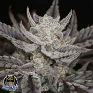 Night Owl Seeds Master Bruce Auto