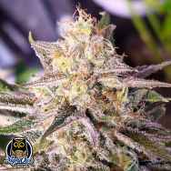 Night Owl Seeds Microverse Morsels V2 AUTO