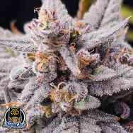 Night Owl Seeds Mondo Smash Auto