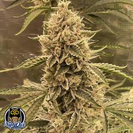 Night Owl Seeds Pre 98 Episode 1 F4