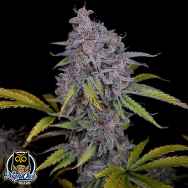 Night Owl Seeds Purple Strawberry Popesicle Auto