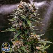 Night Owl Seeds Saint Expeditus AUTO