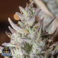 Night Owl Seeds Scoopski F2 AUTO