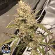 Night Owl Seeds Space Station Gold Auto