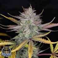 Night Owl Seeds Space Station Violet Auto