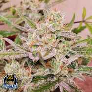 Night Owl Seeds Spotless Mind AUTO