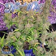 Night Owl Seeds Strawberry Popesicle AUTO