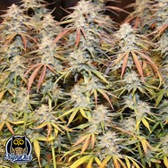 Night Owl Seeds Tropical Wiz V.2 AUTO