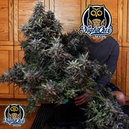 Night Owl Seeds Vacation Bubba