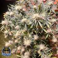 Night Owl Seeds Vanilla Fizz V2 AUTO