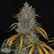 Night Owl Seeds Whistlin Blues Auto