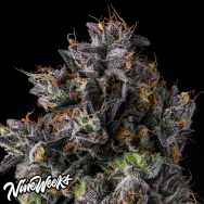 Nine Weeks Harvest Azulcar