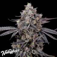 Nine Weeks Harvest Azulcar S1