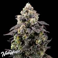Nine Weeks Harvest Cherry Banger