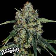 Nine Weeks Harvest Dulce De Papaya