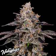 Nine Weeks Harvest Franklinz