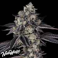 Nine Weeks Harvest French Runtz