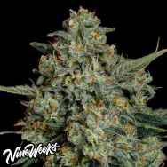 Nine Weeks Harvest Funky Drip