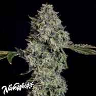 Nine Weeks Harvest Grape Pak