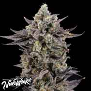Nine Weeks Harvest Haagen Runtz