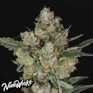 Nine Weeks Harvest Jackfroot